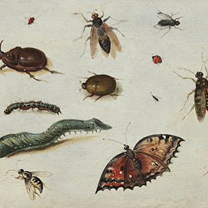 "Insectes"(Insects) Peinture de Jan Van Kessel l