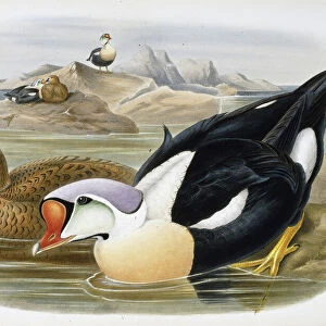 King Duck (Somateria Spectabilis) (hand-coloured litho)