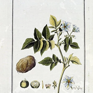 La Potato (Solanum Tuberosum) - in "Exercises de botany a l