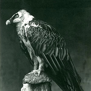 A Lammergier, or Bearded Vulture, at London Zoo June 1914 (b / w photo)