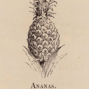 Le Vocabulaire Illustre: Ananas; Pine-apple (engraving)