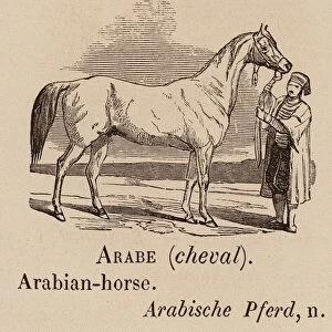 Le Vocabulaire Illustre: Arabe (cheval); Arabian-horse; Arabische Pferd (engraving)