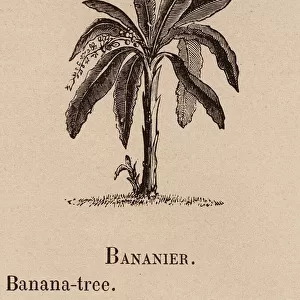 Le Vocabulaire Illustre: Bananier; Banana-tree; Bananasbaum (engraving)