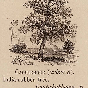 Le Vocabulaire Illustre: Caoutchouc (arbre a); India-rubber tree; Cautschukbaum (engraving)