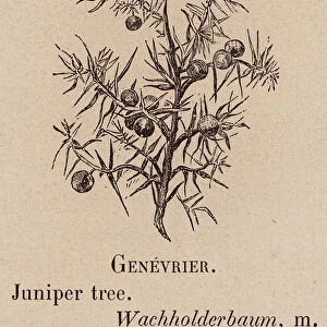Le Vocabulaire Illustre: Genevrier; Juniper tree; Wachholderbaum (engraving)