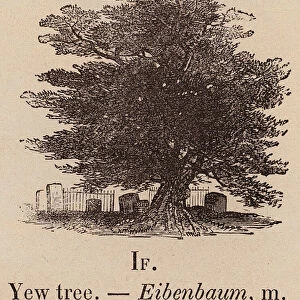 Le Vocabulaire Illustre: If; Yew tree; Eibenbaum (engraving)