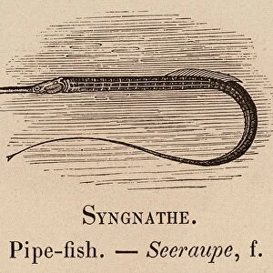 Le Vocabulaire Illustre: Syngnathe; Pipe-fish; Seeraupe (engraving)