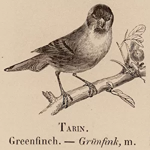 Le Vocabulaire Illustre: Tarin; Greenfinch; Grunfink (engraving)