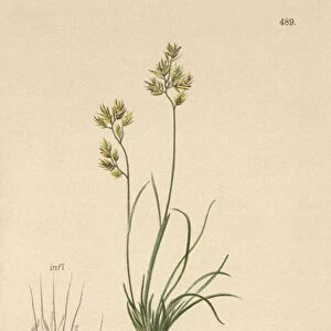 Four Leaved Fescue (Festuca pumila, Festuca quadriflora) (colour litho)
