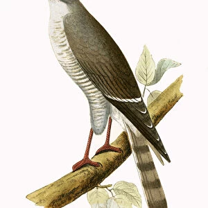Little Red Billed Hawk, illustration from A History of the Birds of Europe Not Observed in the British Isles by Charles Robert Bree (1811-86), published 1867 (colour litho)