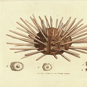 Long-spine slate pen sea urchin, Cidaris cidaris (Echinus cidaris). Handcoloured copperplate engraving by James Sowerby from The British Miscellany, or Coloured figures of new, rare, or little known animal subjects