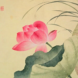 Lotus flower, by Yun Shou-P ing (1633-90), from an Album of Flowers