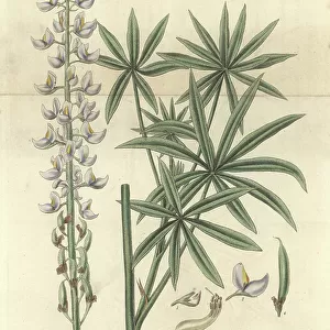 Lupine incane (Lupinus incanus) - Illustration by William Jackson Hooper (1785-1865), engraving by Swan, for the botanical magazine of William Curtis, 1833