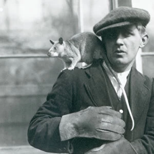A Malagasy Giant Rat sits on the shoulder of its keeper, London Zoo, 1924 (b / w photo)