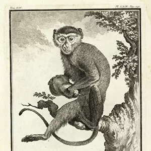 Malbrouck Monkey