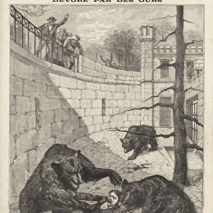 Man devoured by bears after falling into their pit, the Barengraben, in Bern, Switzerland (engraving)