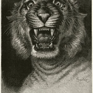 Man-eating tiger (engraving)