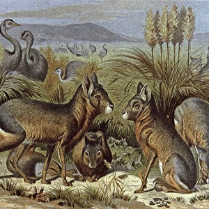 Mara or Patagonia Hare, 1884 (illustration)