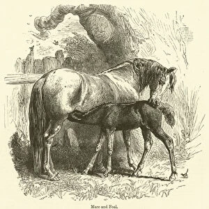 Mare and Foal (engraving)