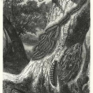 The Metamorphoses of the Bombyx processionea and of Calosoma sycophanta (engraving)