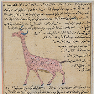 Ms E-7 fol. 180 A Giraffe, from The Wonders of the Creation and the Curiosities