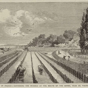 Mussel-Culture in France, gathering the Mussels at the Mouth of the Somme, near St Valery (engraving)
