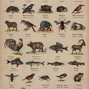 Names of animals in French and Italian (coloured engraving)