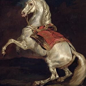 Napoleons Stallion, Tamerlan (oil on canvas)