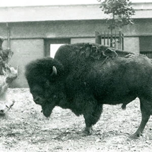 A near threatened American Bison / Buffalo bull standing in his paddock, London Zoo
