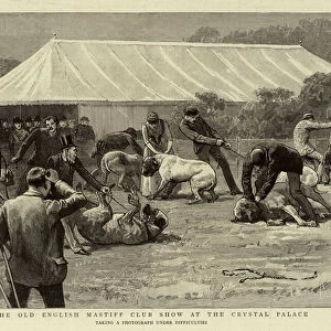 The Old English Mastiff Club Show at the Crystal Palace (engraving)