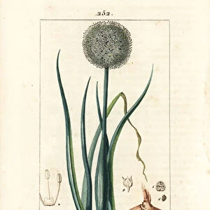 Onion - Onion, Allium cepa, with flower, leaf, bulb and roots. Handcoloured stipple copperplate engraving by Lambert Junior from a drawing by Pierre Jean-Francois Turpin from Chaumeton, Poiret and Chamberets "La Flore Medicale