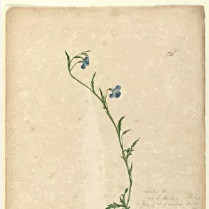 Page 130. Lobelia hostata / Lobelia gracilis, c. 1803-06 (w / c, pen, ink and pencil)