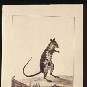 Page 27. Poto Roo or Kangaroo Rat. Now known as a Rufous Rat, kangaroo, c. 1789-90 (w / c)