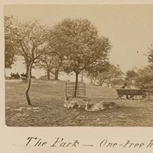 The Park - One Tree Hill, Greenwich (photo)