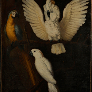 Parrots, c. 1670 (oil on canvas)