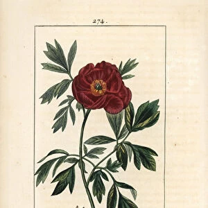 Peony officinale - European peony, Paeonia officinalis, with flower, leaf and outline of flower parts. Handcoloured stipple copperplate engraving by Lambert Junior from a drawing by Pierre Jean-Francois Turpin from Chaumeton