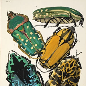 Plate 12 from Insectes, pub. 1930s (pochoir print)