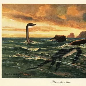 Plesiosaurus dolichodeirus in the ocean. 1908 (illustration)