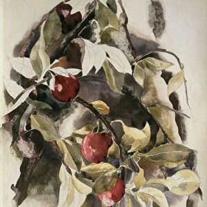 Plums, 1925 (w / c & graphite on wove paper)