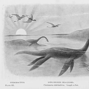 Pterodactyls, Long-Necked Sea-Lizard, Plesiosaurus dolichodeirus, Length 22 feet, Cuttle-Fish or Belemnite (litho)