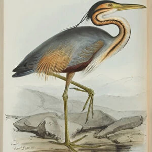 Purple Heron, from The Birds of Europe by John Gould, 1837 (colour litho)