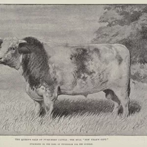 The Queens Sale of Pure-Bred Cattle, the Bull "New Years Gift, "purchased by the Earl of Feversham for 1000 Guineas (litho)