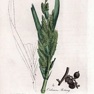 Rattan Palm - Rotang cane, Calamus rotang. Handcoloured copperplate engraving from a botanical illustration by James Sowerby from William Woodville and Sir William Jackson Hooker's " Medical Botany, " John Bohn, London, 1832
