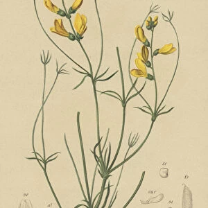 Rayed Broom (Cytisus radiatus, Cytisanthus radiatus, Genista radiata) (colour litho)