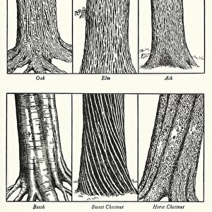 How to recognise Trees by their Bark (colour litho)