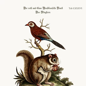 The Red and Blue Brasilian Finch. The Flying Squirrel, 1749-73 (coloured engraving)