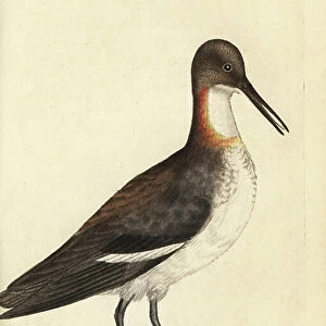 Red-necked phalarope, Phalaropus lobatus (Phalaropus hyperboreus). Handcoloured copperplate engraving by James Sowerby from The British Miscellany, or Coloured figures of new, rare, or little known animal subjects