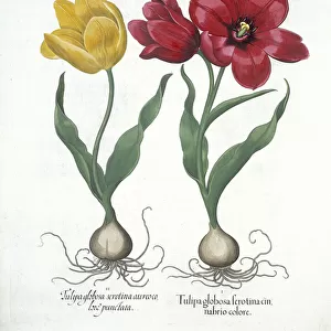 Red and yellow tulip, from Hortus Eystettensis, by Basil Besler (1561-1629) pub