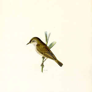 Reed Warbler (colour litho)