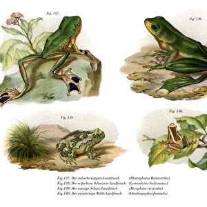 Reinwardts Flying Frog (colour litho)